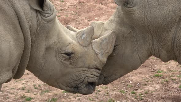 Southern white rhinoceros (Ceratotherium simum simum).