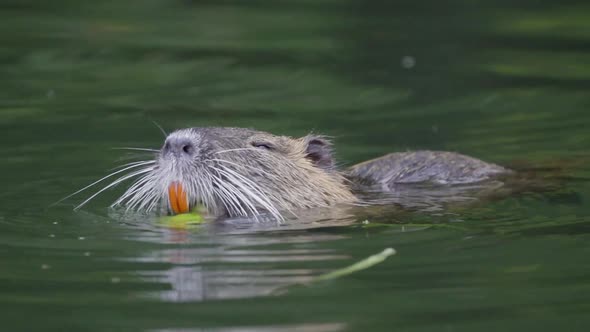 Close up of an invasive coypu eating pieces of plants with its orange teeth while floating on a pond