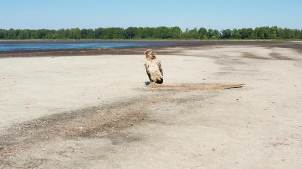 Pallas's Fish Eagle Haliaeetus Leucoryphus on Sand Beach in the Middle of Pond Europe