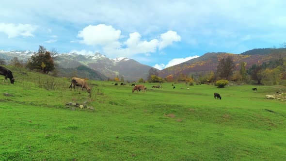 cows looks into the camera. mountains in Georgia, in Svaneti,