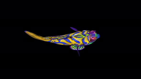 4K Mandarinfish Swim Top View