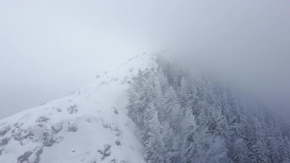 Aerial drone view of beautiful winter scenery in the mountains with pine trees covered with snow