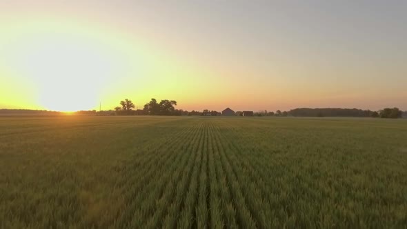 drone shot into the sun flying over farm field