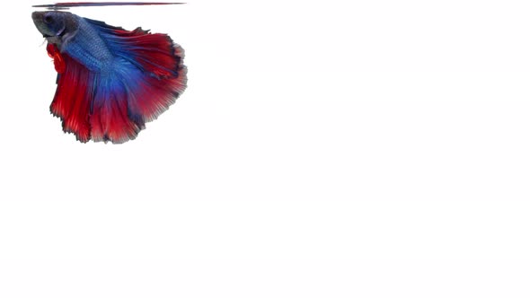 Siamese fighting fish (Betta splendens)