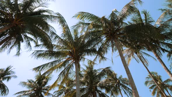 Bottom View of Coconut Palm Trees in Sunshine