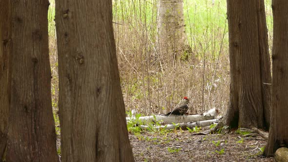 Pileated woodpecker drilling fallen tree in a woodland - panning shot