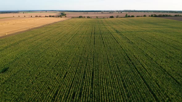 Fly Over a Green Field with Corn or Maize and Empty Fields