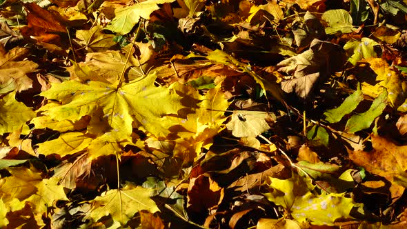 Maple and oak leaves in the autumn park.