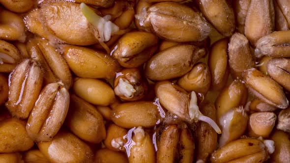 Wheat Germination Process in Time Lapse, Macro Shooting, Life Start Concept