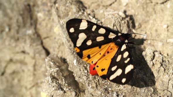 Butterfly on a rock in slow motion