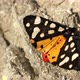 Butterfly on a rock in slow motion - VideoHive Item for Sale
