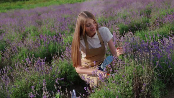Smiling Woman Collecting Lavender Harvest in Field