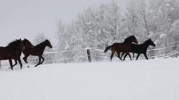 Horses are running on the snowy meadow in cold winter