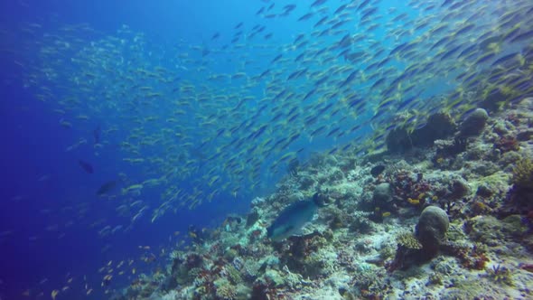 Jackfish Macerel hunting a big shoal of fish on a tropical coral reef