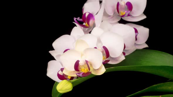 Blooming White Orchid Phalaenopsis Flower