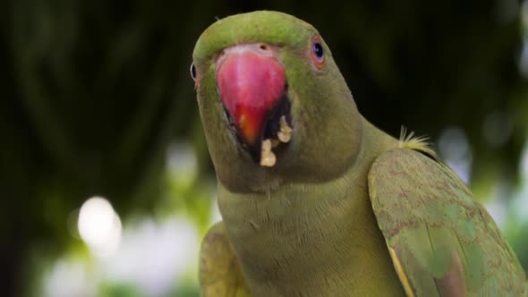 Indian rose ringed parakeet also known as Indian Parrot. Parrot eating red chillies