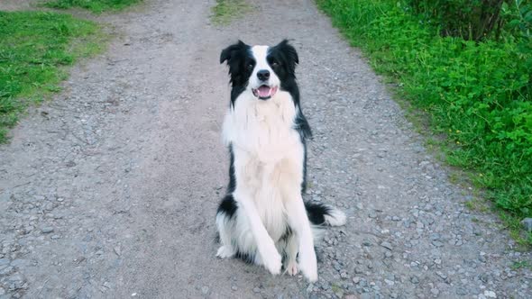 Outdoor Portrait of Cute Smiling Puppy Border Collie Jumping Waiting for Reward on Park Background