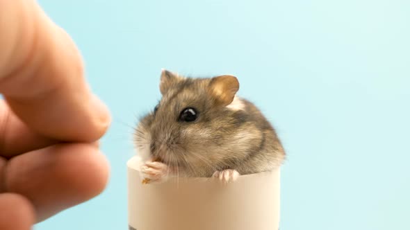 Closeup of a small funny miniature jungar hamster eating bread crums. Fluffy and cute