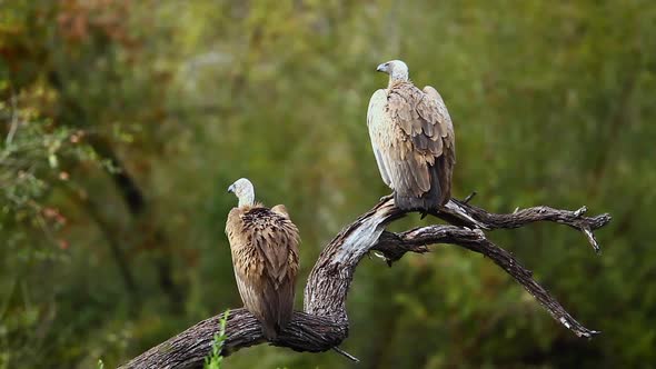 White backed Vulture in Kruger National park, South Africa