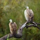 White backed Vulture in Kruger National park, South Africa - VideoHive Item for Sale