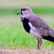 Footage of a lapwing bird - VideoHive Item for Sale