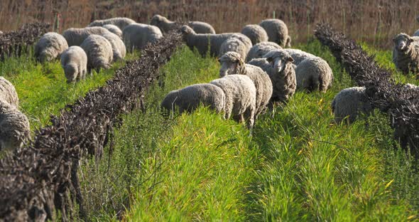 Domestic sheeps ( merinos d Arles), grazing in the vineyards, Occitanie, France