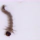 4K Macro Mosquito Larvae - VideoHive Item for Sale