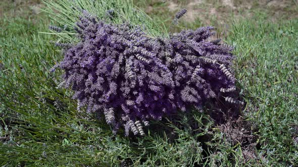 Bunch of Cut Lavender on the Cultivated Field