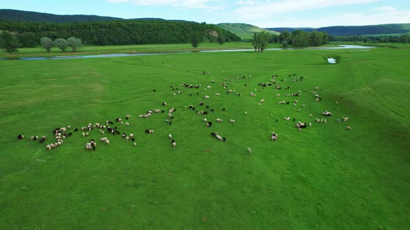 A flock of sheep grazing in a meadow