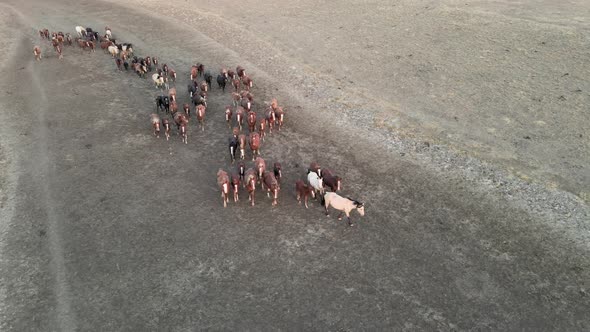 Wild Horses Running