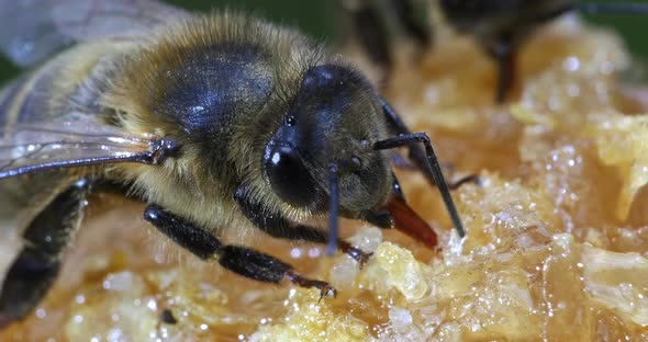 European Honey Bee, apis mellifera, Bee licking Honey, Normandy, Real Time 4K