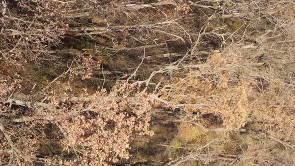 Vertical Video of Trees in the Forest in Autumn