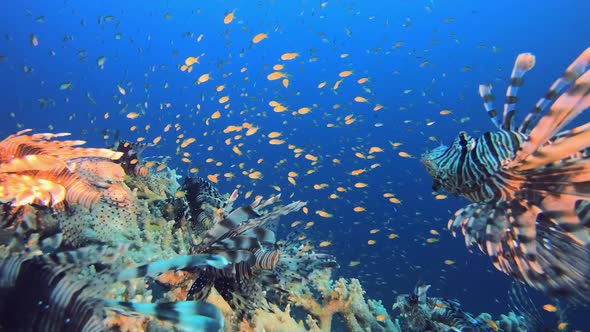 Tropical Coral Reef Marine Life Lionfish