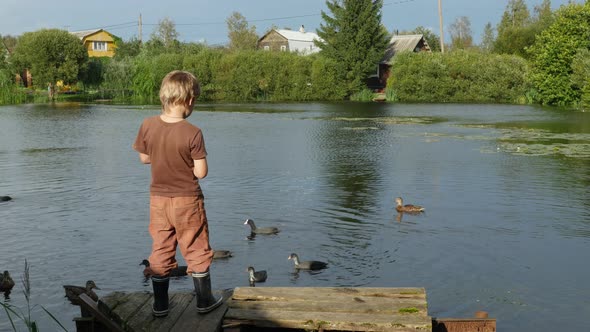 Little Boy Stands Near the Pond & Feeding the Ducks alt