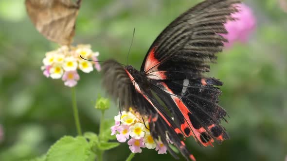 Elegant Female Scarlet Mormon Butterfly Species working and blooming flower in Wilderness - Slow mot