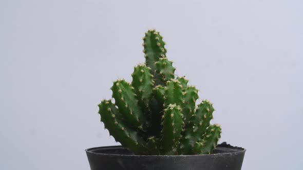 Fairy Castle Cactus Plant Revolving Around Itself On The White Screen Background