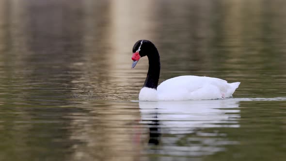 Close up of Black Necked Swan screaming during swimming on lake in South America
