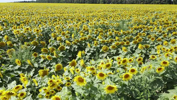 Aerial View of a Field with Sunflowers