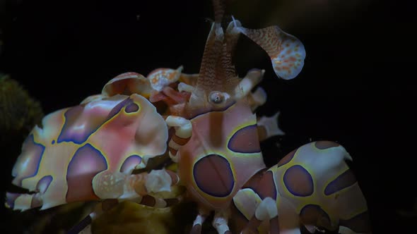 Close up of Harlequin shrimp at night on coral reef in the Philippines.