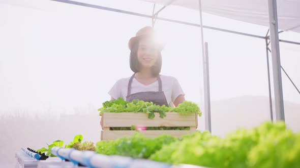 Portrait of Asian farmer woman carry box of vegetables green salad in hydroponic greenhouse farm.
