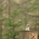 A Curious Chipmunk Stands on Its Hind Legs and Is Frightened By a Tit Flying Over It - VideoHive Item for Sale