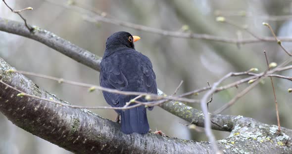 male of Common blackbird in nature