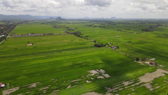 The Paddy Rice Fields of Kedah and Perlis, Malaysia