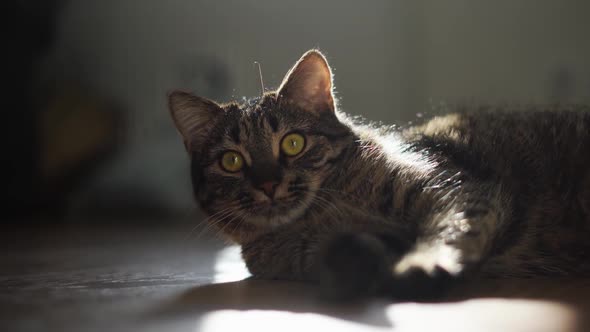 Close Up of Tabby Cat Portrait at Home on Sunny Day