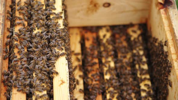 Big wooden box with small planks surrounded with many bees. Selective focus on hive. 