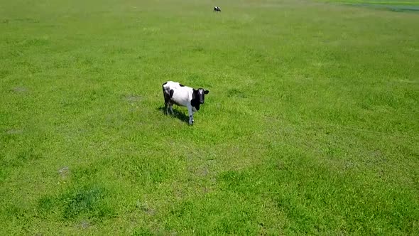 A cow grazes on a green lawn, shooting from the air