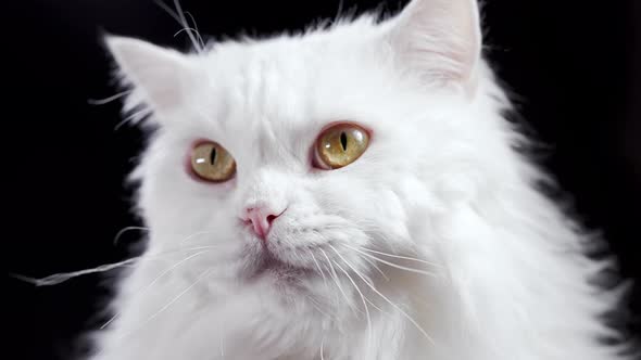 Fluffy Cat Licking After Delicious Meal on Black Background