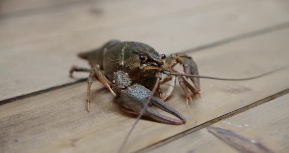 Healthy and Active Fresh River Lobster or Crayfish Walking in a Tabel. V2