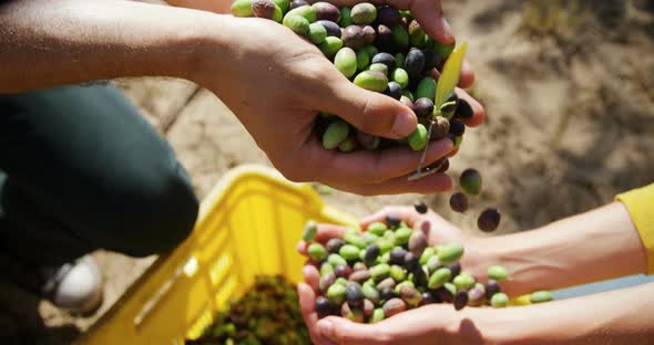 Couple playing with harvested olives in farm