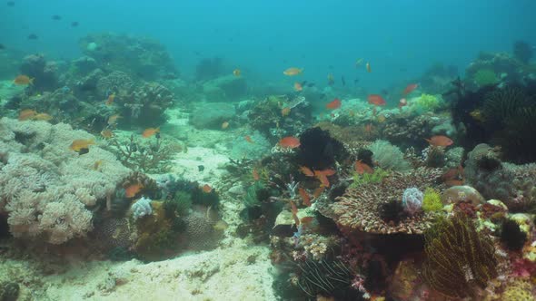 Coral Reef and Tropical Fish